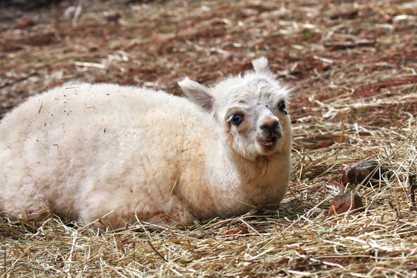 Young white Llama — Stock Photo, Image