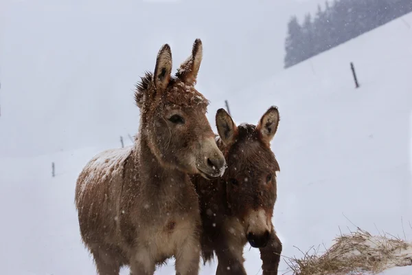 Donkey in the snow — Stock Photo, Image