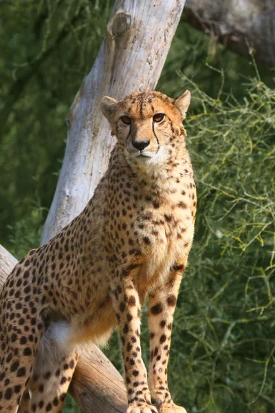 African cheetah portrait — Stock Photo, Image