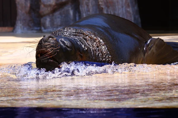 Männlicher Seelöwe — Stockfoto