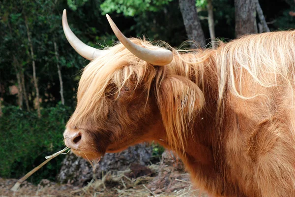 Бурая горная корова — стоковое фото