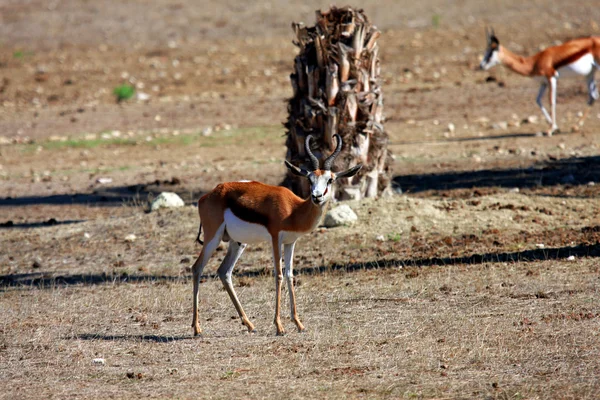 Młody springbok w parku — Zdjęcie stockowe
