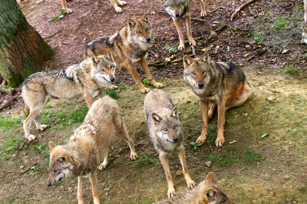 Grupo de lobos de madera — Foto de Stock