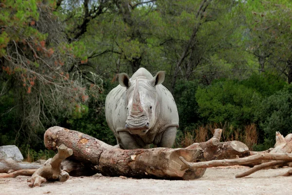 White rhino  rhinoceros — Stock Photo, Image
