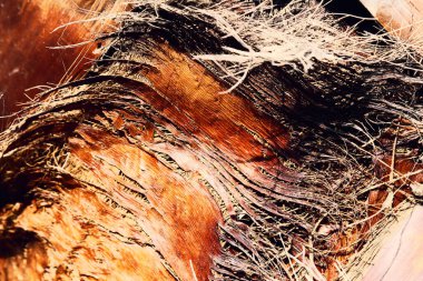 Palmiye ağacı gövdesi arka plan makro fotoğrafı