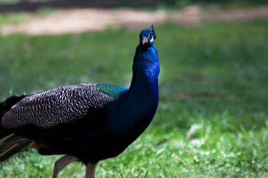 Tavuskuşu. Kendini gösteren tavus kuşuna yaklaş. Güzel tavus kuşu