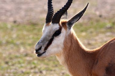 Antidorcas Marsupialis 'in yakın plan çekimi.