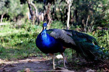 Tavuskuşu. Kendini gösteren tavus kuşuna yaklaş. Güzel tavus kuşu