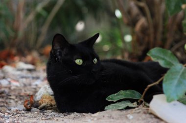 Bahçede siyah bir kedi