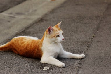 Kırmızı kuyruklu bir kedi sokakta dinleniyor.