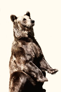 Avrasya kahverengi ayısı (Ursus arctos arctos), Avrupa kahverengi ayısı olarak da bilinir.