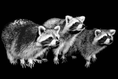 Üç rakun siyah arka planda yan yana durur.