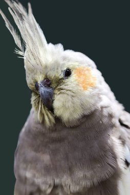 Gri bir papağanın portresi