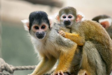 Sırtında bebeği olan sincap anne.