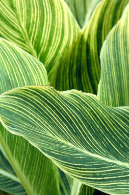 Vadideki zambak yapraklarına yakın çekim