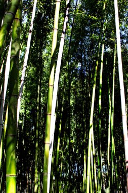 Güneş ışığında bambu ormanı 