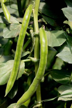 Çalılıklarda yeşil fasulyeler