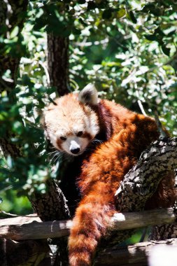 Kırmızı panda, Ailurus fulgens, daha küçük panda ve kırmızı kedi ayı olarak da bilinir.