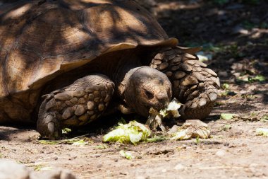 Galapagos dev kaplumbağaları (Chelonoidis nigra) ormandaki kumlu topraklarda durur ve marul yer.