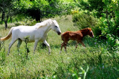 Bir Camargue kısrağı çayırda yavrusuyla koşuyor.