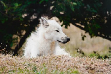 Kutup kurdu köpek lupus arktos bir tepede uzanıyordu.