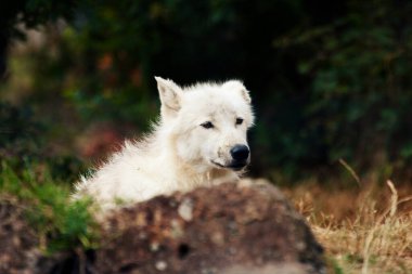 Kutup kurdu köpek lupus arktos saklanmak için bir kayanın arkasında yatıyor.