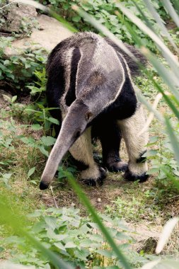Anteater walking in nature. The scientific name of the animal is Vermilingua. clipart