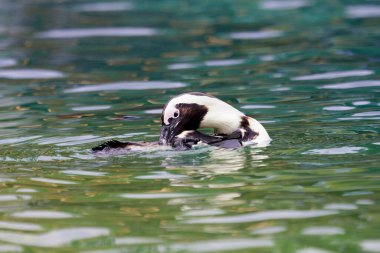 Penguen Spheniscus mendiculus suda yüzer ve tüylerini hazırlar.