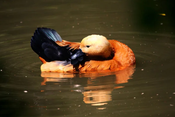 Die Ente Ist Eine Rostgans Sie Schwimmt Einem Teich Bei — Stockfoto