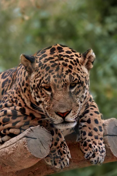 Leopardo Panthera Pardus Kotiya Também Conhecido Como Leopardo Ceilão — Fotografia de Stock