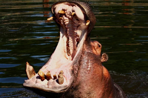 Hippopotamus Hippopotamus Amfibi Vahşi Yaşam Hayvanı — Stok fotoğraf