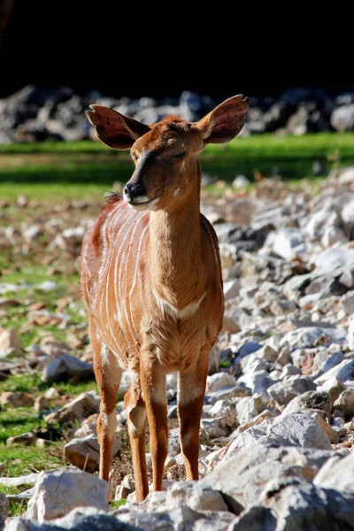 Sitatunga Occidentale Tragelaphus Spekii Gratus Della Giovane Antilope Femminile Sitatunga — Foto Stock