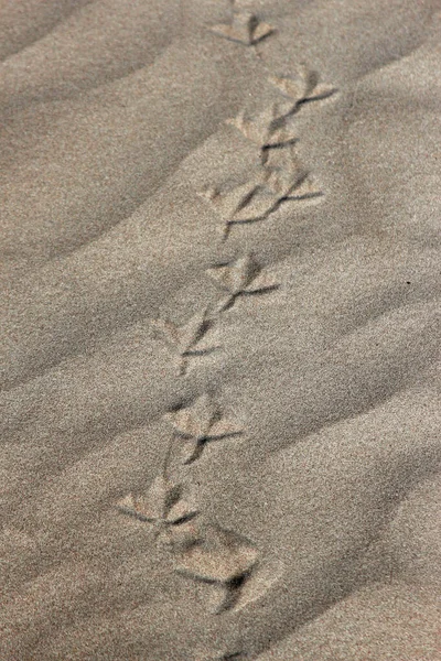 Sömlös Sand Bakgrund Vacker Sand Bakgrund Sand Textur Bakgrund Närbild — Stockfoto