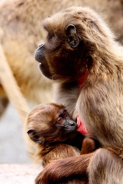 Baby Monkey Drinking Milk — Stock Photo, Image