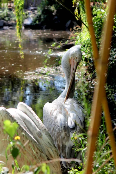 Australijski Biały Pelikan Pelecanus Onocrotalus Znany Również Jako Wschodni Pelikan — Zdjęcie stockowe