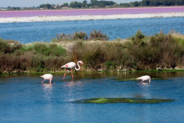 View Giens Peninsula Salt Pan Flamingos Sunny Day Hyeresfrance — Stock Photo, Image