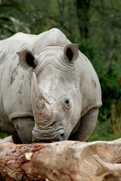 White Rhino Rhinoceros Stands Tree Trunk — Stock Photo, Image