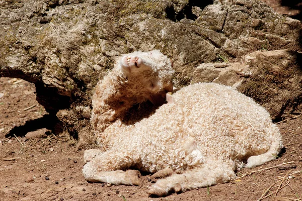 日没時の牧草地における家畜の羊の肖像 — ストック写真