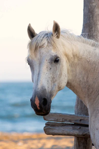 Close Cavalo Branco Uma Praia — Fotografia de Stock