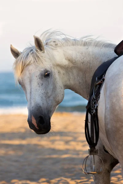 Close Cavalo Branco Uma Praia — Fotografia de Stock