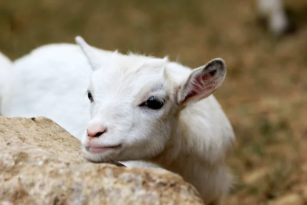 Little White Goat Brown Background — Stock Photo, Image