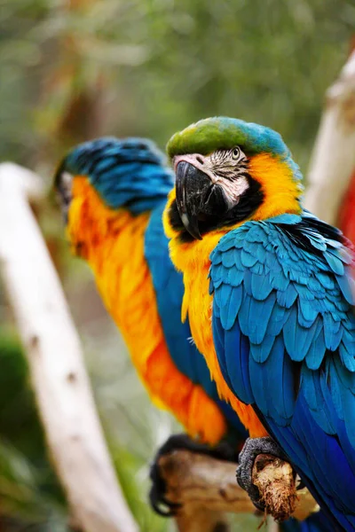 Blue Och Gold Macaw Big Parrot Ara Arauna Även Känd — Stockfoto