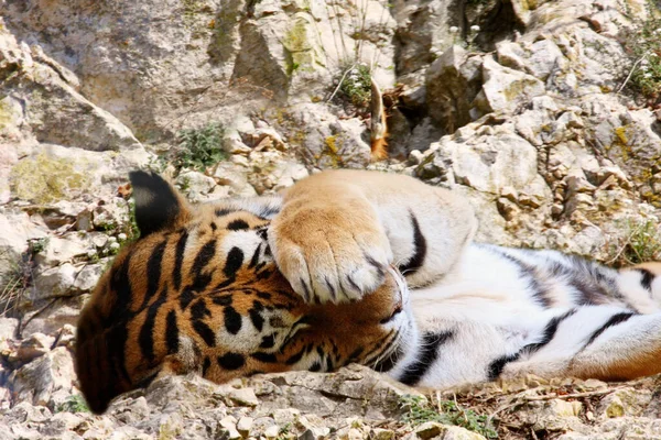 Ritratto Tigre Del Bengala — Foto Stock