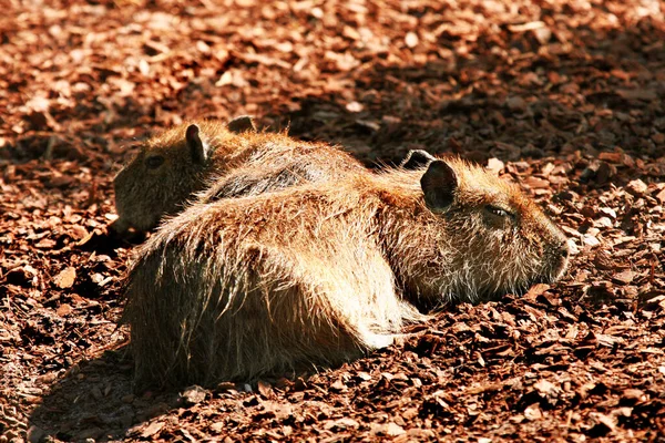 ドリコティスは太陽の下で休み — ストック写真