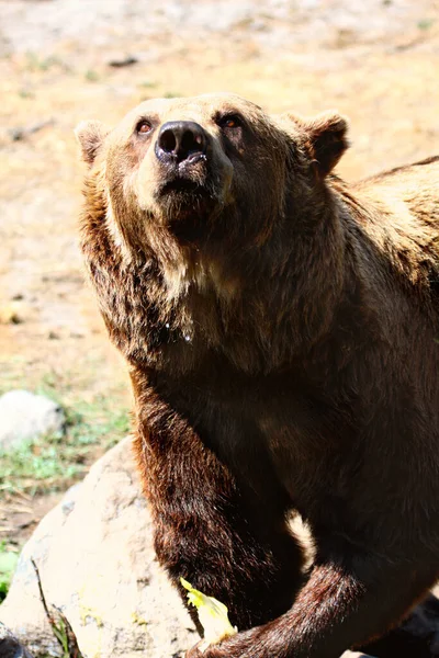 Eurazjatycki Niedźwiedź Brunatny Ursus Arctos Arctos Znany Również Jako Europejski — Zdjęcie stockowe