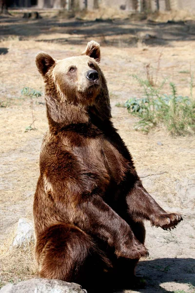 Urso Pardo Eurasiático Ursus Arctos Arctos Também Conhecido Como Urso — Fotografia de Stock