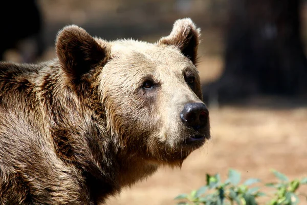 Евразийский Бурый Медведь Ursus Arctos Arctos Известный Европейский Бурый Медведь — стоковое фото