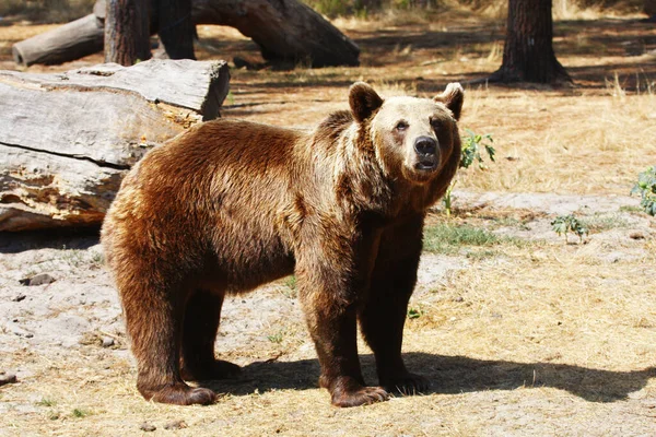 Eurazjatycki Niedźwiedź Brunatny Ursus Arctos Arctos Znany Również Jako Europejski — Zdjęcie stockowe