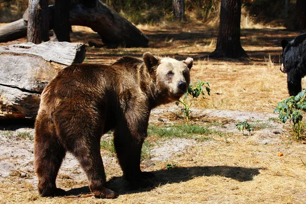 Eurazjatycki Niedźwiedź Brunatny Ursus Arctos Arctos Znany Również Jako Europejski — Zdjęcie stockowe