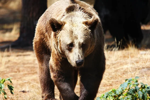 Евразийский Бурый Медведь Ursus Arctos Arctos Известный Европейский Бурый Медведь — стоковое фото